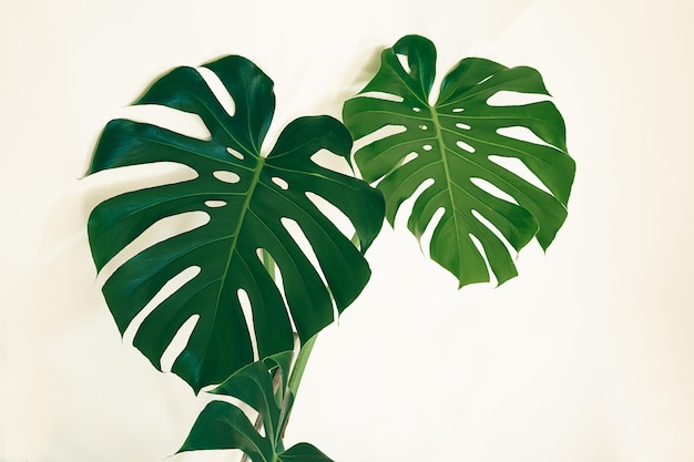 Leaves of Swiss cheese plant or Monstera deliciosa or closeup on the light background