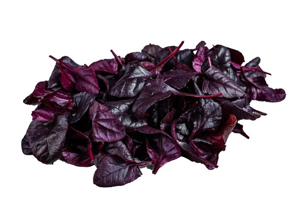 Leaves of Swiss red chard or Mangold salad Isolated on white background