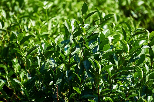 Leaves of tea bushes on a plantation close-up on a blurred green background