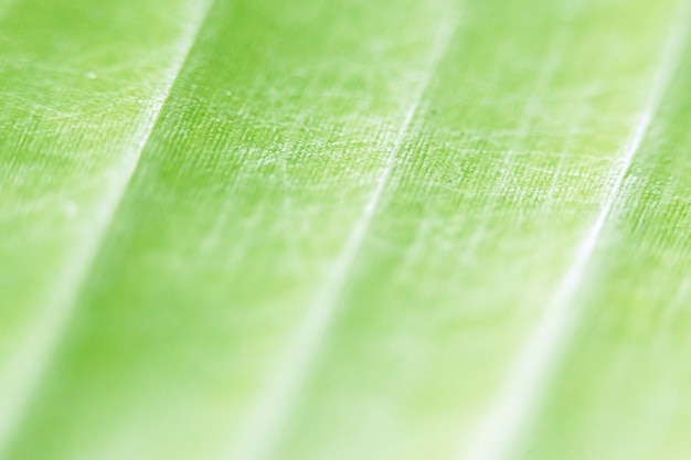 Leaves texture background , close up , macro