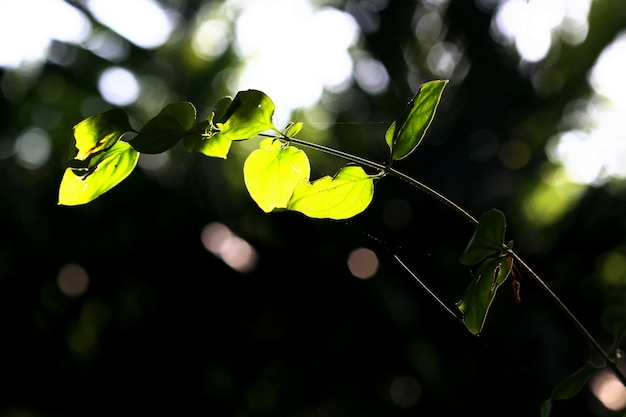 Leaves texture background