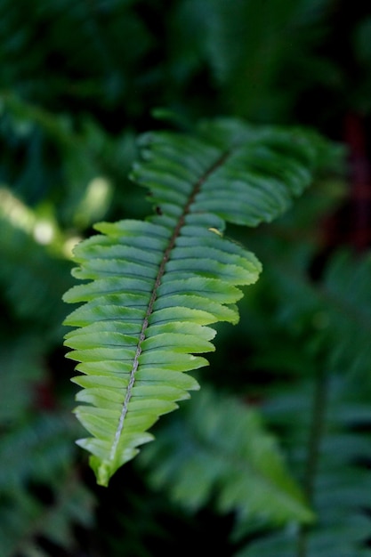 Leaves texture background