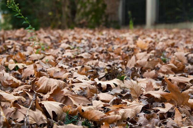 Leaves that have fallen from the trees in the forest with the onset of autumn Fallen maple leaves, late autumn