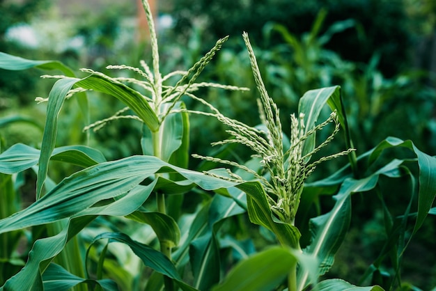 Leaves and tops of corn close up on a farmer's field