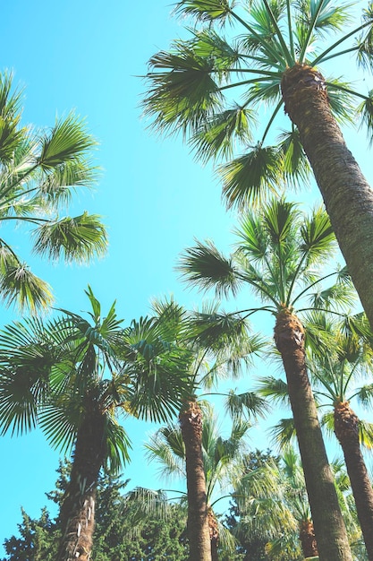 Foglie e cime di palma contro il cielo blu washingtonia robusta forte palme tropicali esotiche in una giornata di sole vista estiva dal basso verso l'alto tonica vintage