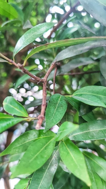 The leaves of a tree are green and brown