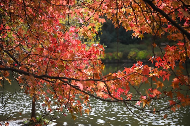 Leaves on tree branch during autumn