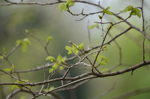 leaves on tree branches