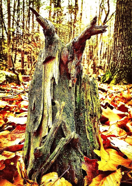 Leaves on tree trunk