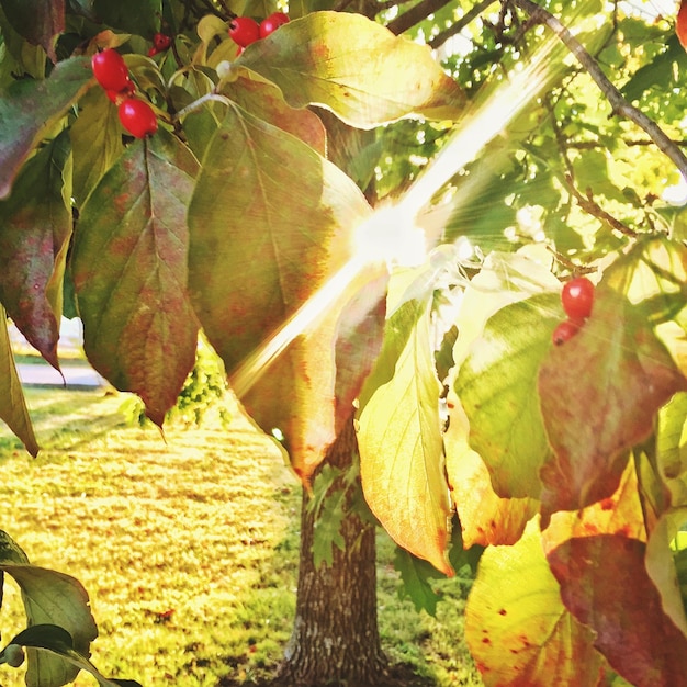 Photo leaves on tree