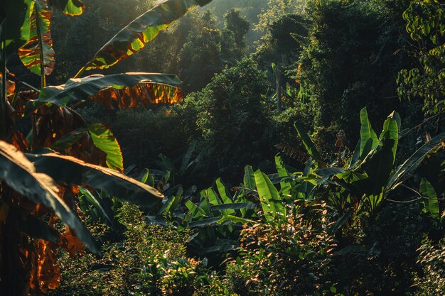 Photo leaves and trees in the forest at dusk