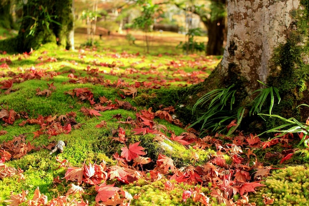 Foto foglie e alberi sul campo erboso durante l'autunno