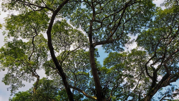 Leaves of trees in the sky