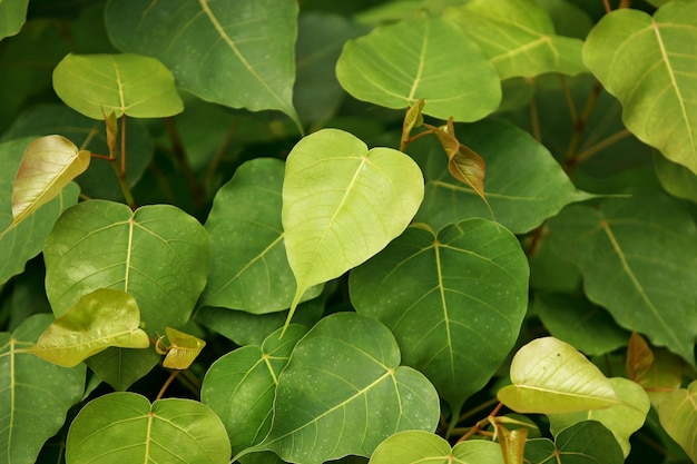 Leaves Tropical forest trees texture background wallpaper