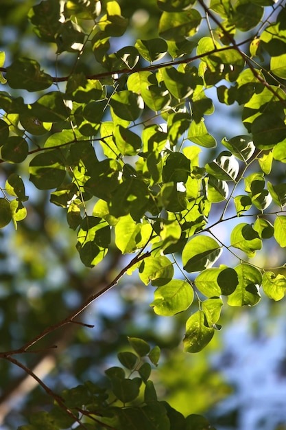 Leaves Tropical forest trees texture background wallpaper