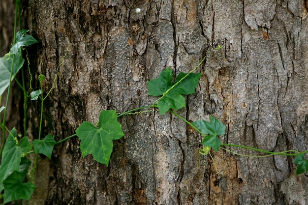 Листья Тропический лес деревья текстура фон обои