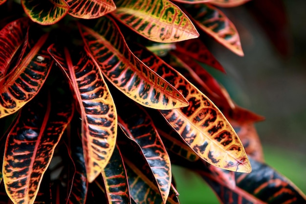 Leaves Tropical forest trees texture background wallpaper