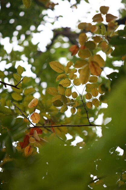 Leaves Tropical forest trees texture background wallpaper