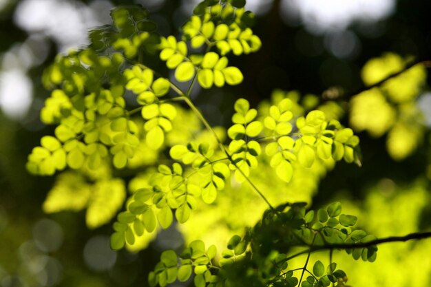 Leaves Tropical forest trees texture background wallpaper