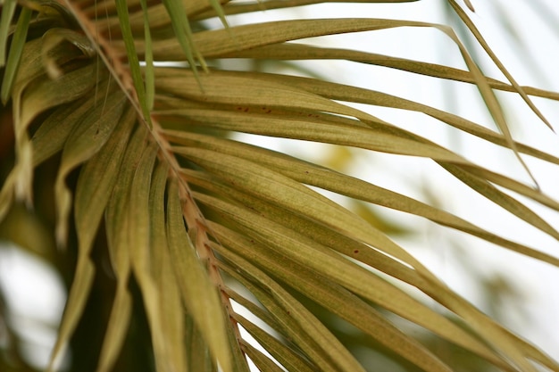 Leaves Tropical forest trees texture background wallpaper