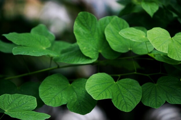 Leaves Tropical forest trees texture background