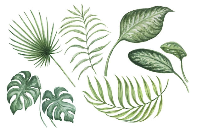 Leaves tropical jungle watercolor hand drawn illustration