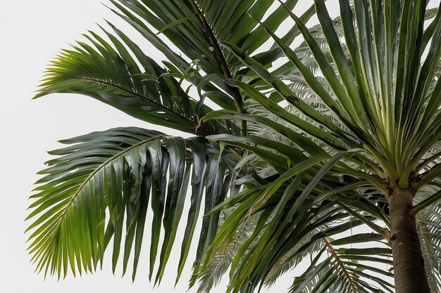 Leaves of tropical palm ar c v