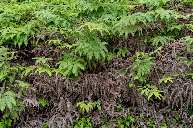 Leaves of a tropical plant in the jungle.