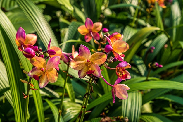 leaves of tropical plants in the rain forest of Southeast