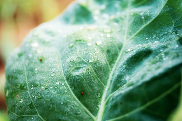 Leaves vegetable in spring.