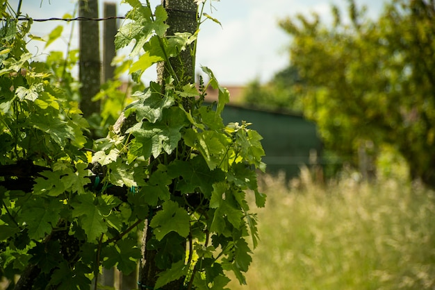 Leaves Vineyard detail in spring time in countryside