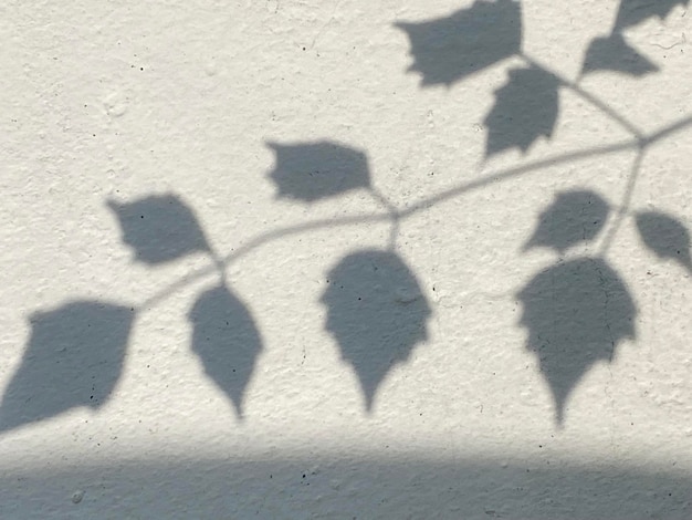 Leaves on a wall with a shadow of the leaves