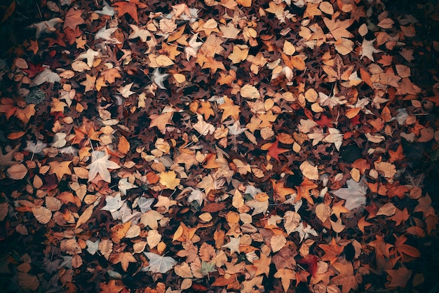 Photo leaves in water in central park autumn in midtown manhattan new york city