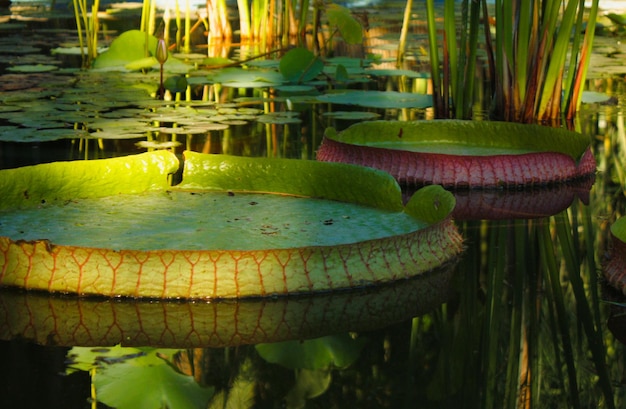 Leaves water lily Pamplemousses Victoria in the summer in the pond High quality photo