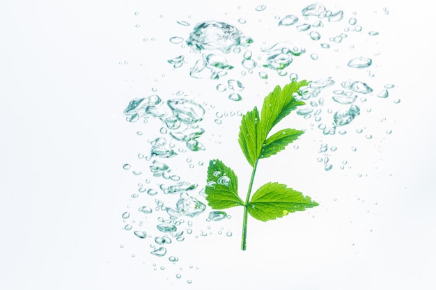 leaves in the water with bubbles