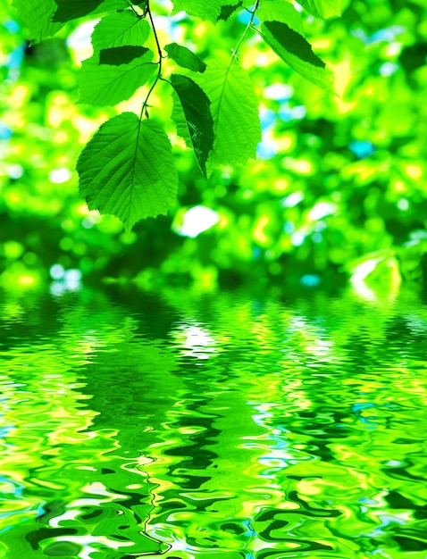 Foto foglie e acqua