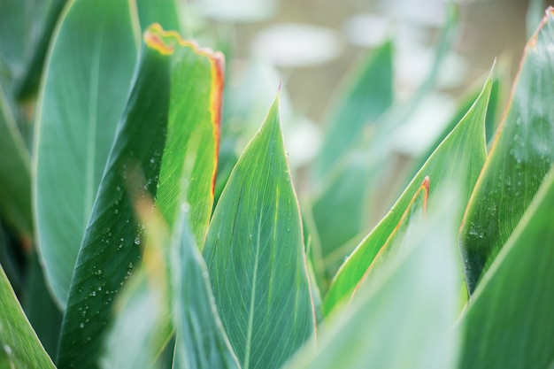 Leaves of wet at sunlight.