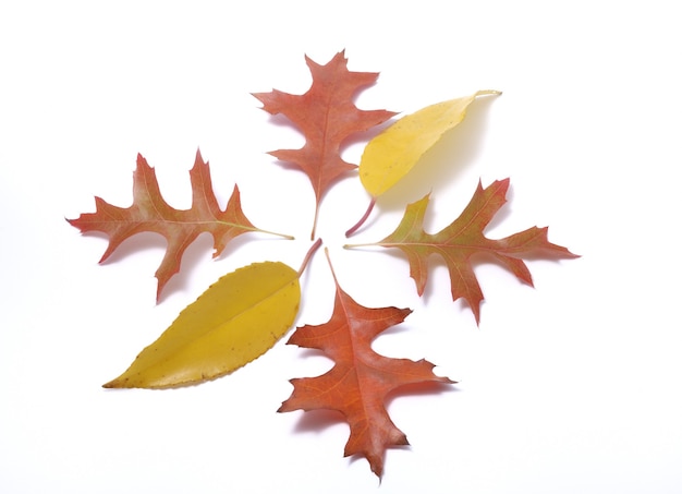 Leaves on a white background