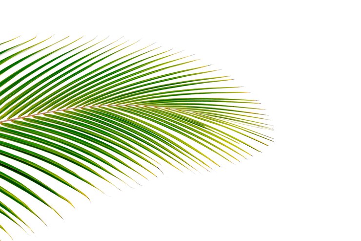 Photo leaves on a white background