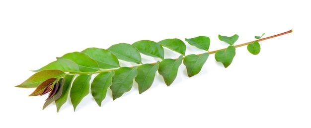 Leaves on white background