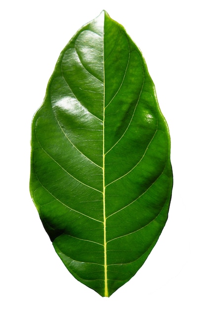 leaves on a white background