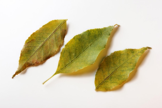 leaves on a white background