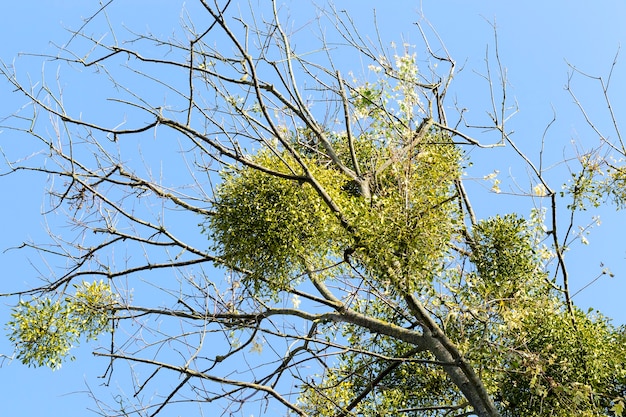 Leaves of a white mistletoe on branches of a tree without foliage in the autumn