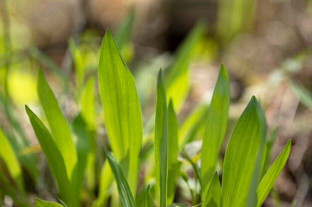 Leaves of wild forest garlic in the forest Harvest wild garlic in a meadow in the undergrowth