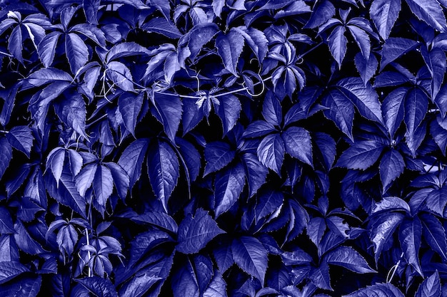 Foto foglie di uva selvatica sfondo di fantasia di colore viola alla moda il concetto del vecchio giardino estivo colore dell'anno molto peri