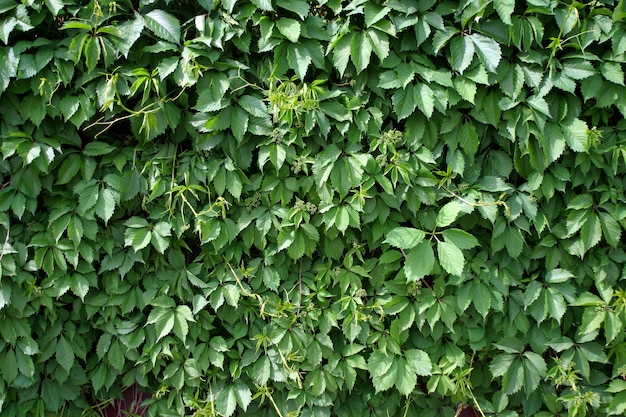 Leaves of wild grapes.