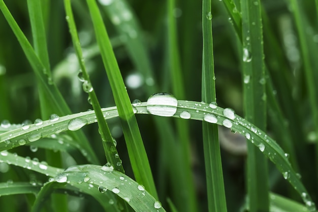 写真 露の滴と葉、クローズアップ。