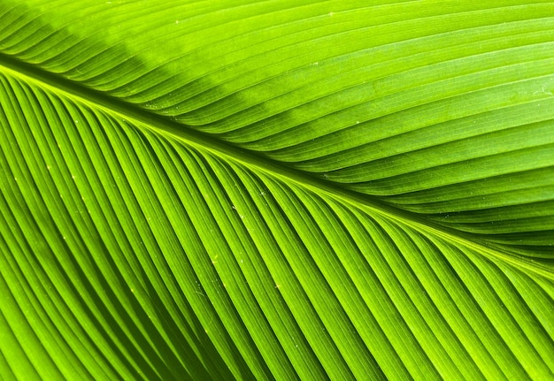 Leaves with many ridges have unique leaves