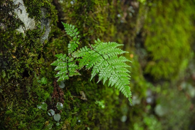 Leaves with Moss on the ground after rain