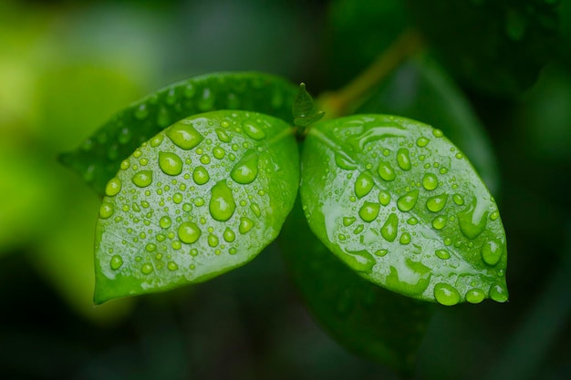 Leaves with raindrops and selective focus